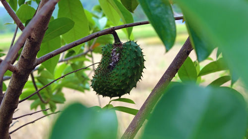 Close-up of berries growing on tree