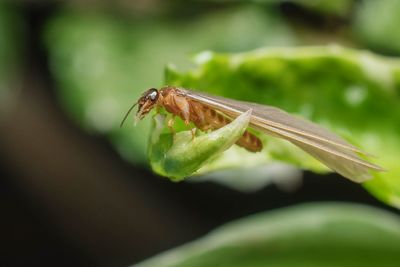 Close-up of insect on leaf