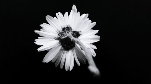 Close-up of flower over black background