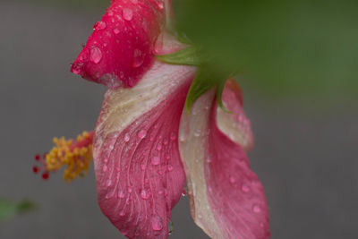 Close-up of wet pink rose flower