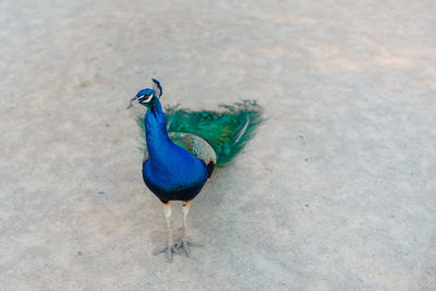 High angle view of peacock