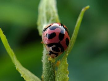 Close-up of ladybug on leaf