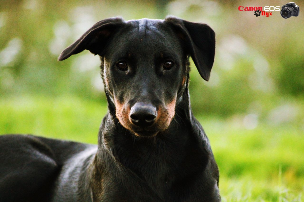 CLOSE-UP PORTRAIT OF DOG