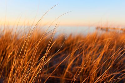 Close-up of crops on field against sky during sunset