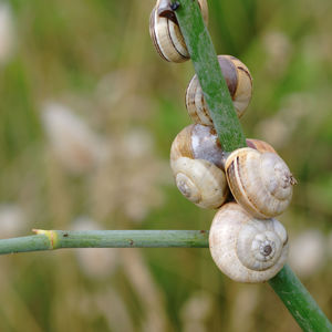 Close-up of branches against blurred background