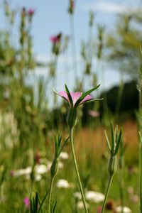 Close-up of pink flower blooming in park