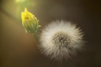 Close-up of dandelion flower