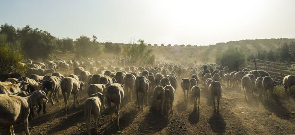 Flock of sheep walking on field against sky