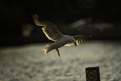 Seagull flying over sea