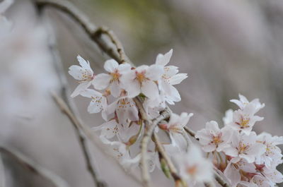 Close-up of cherry blossom