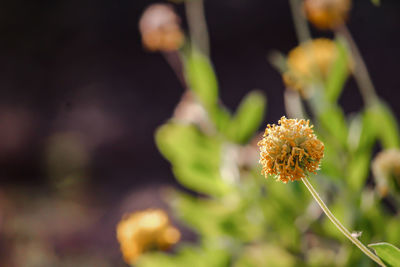 Close-up of flowering plant