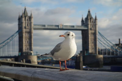 Close-up of seagull perching on retaining wall against tower bridge