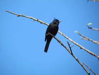 Low angle view of bird perching on tree against clear blue sky