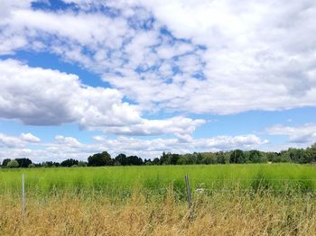 Scenic view of field against sky