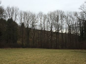 Trees and grass against sky