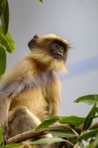 Low angle view of monkey sitting on tree