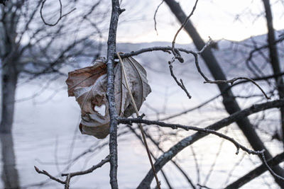 Close-up of dry plant on snow covered branches
