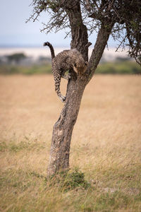 Young cheetah on tree trunk