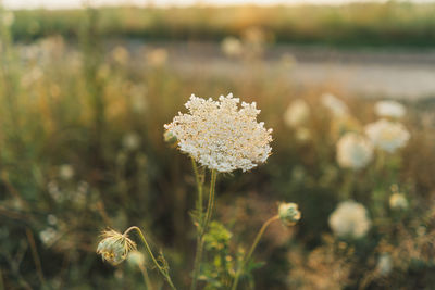 Close-up of white flowering plant on field