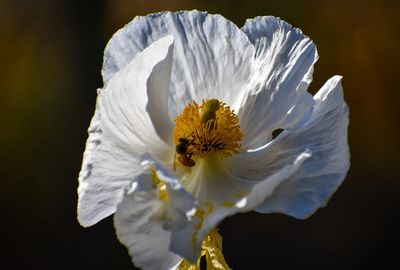 Close-up of white flower against black background