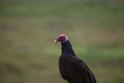 Closeup portrait of turkey vulture cathartes aura transpantaneira, pantanal, brazil.