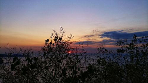 Silhouette plants against sky during sunset