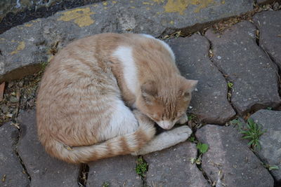 High angle view of cat lying on rock