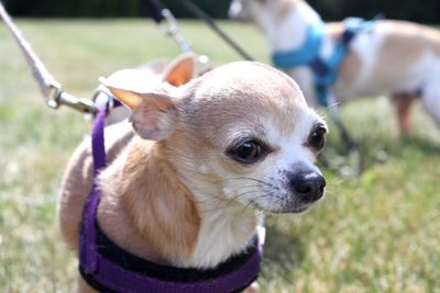 Close-up of a dog looking away