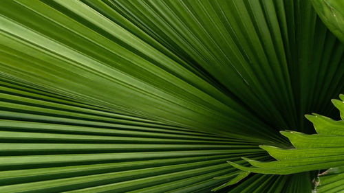 Full frame shot of palm tree leaves