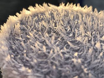 Close-up of frozen plants during winter