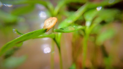 Close-up of green leaves