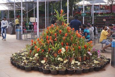 View of potted plants in city