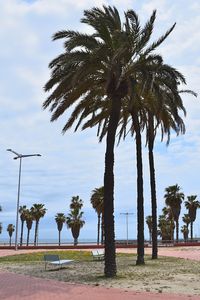 Palm trees on beach against sky