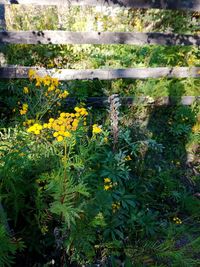 Yellow flowers growing outdoors