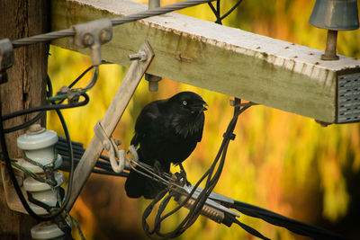 Close-up of bird perching on cable