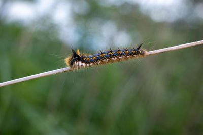 Close-up of insect on plant