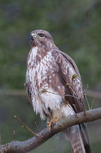 Close-up of buzzard perching on branch