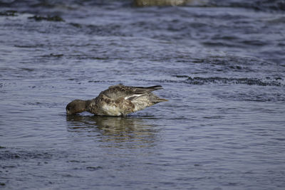 A duck swimming in sea. 