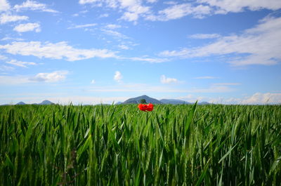 Red poppy flower growing on field against sky