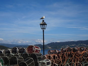 Seagull perching on a street against sky