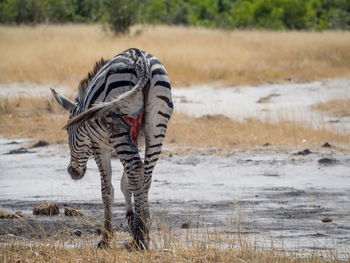 Injured zebra walking in savannah, moremi game reserve, botswana, africa