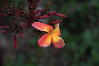 Close-up of flowers against blurred background