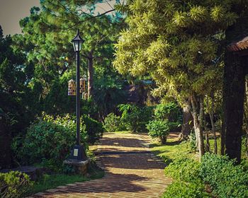 Walkway amidst trees