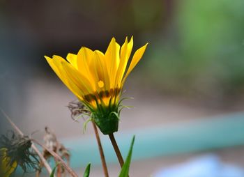 Close-up of yellow gazania blooming outdoors