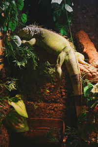 Close-up of a lizard on a tree