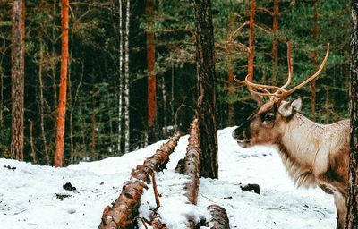 Horse on snow covered trees in forest