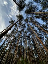 Low angle view of bamboo trees