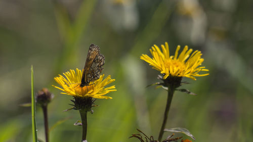 Close-up of butterfly pollinating on yellow flower