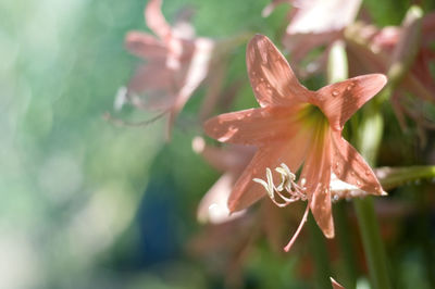 Close-up of red flowering plant