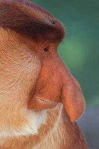 Close-up of monkey